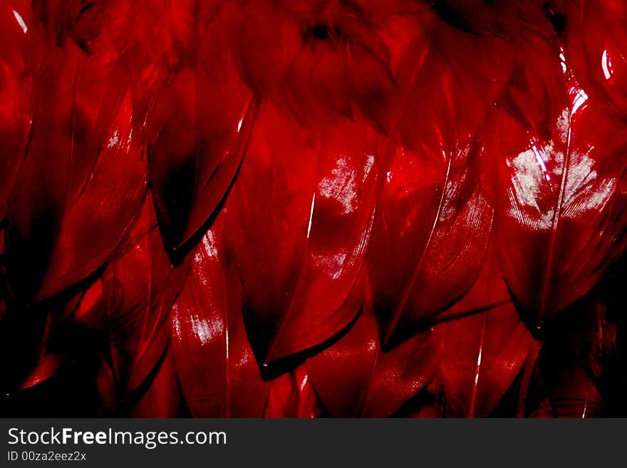 Texture dark red feather of the bird