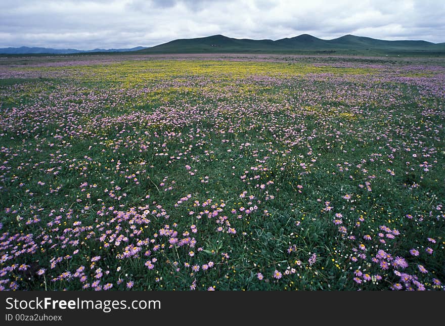 Flowerbed