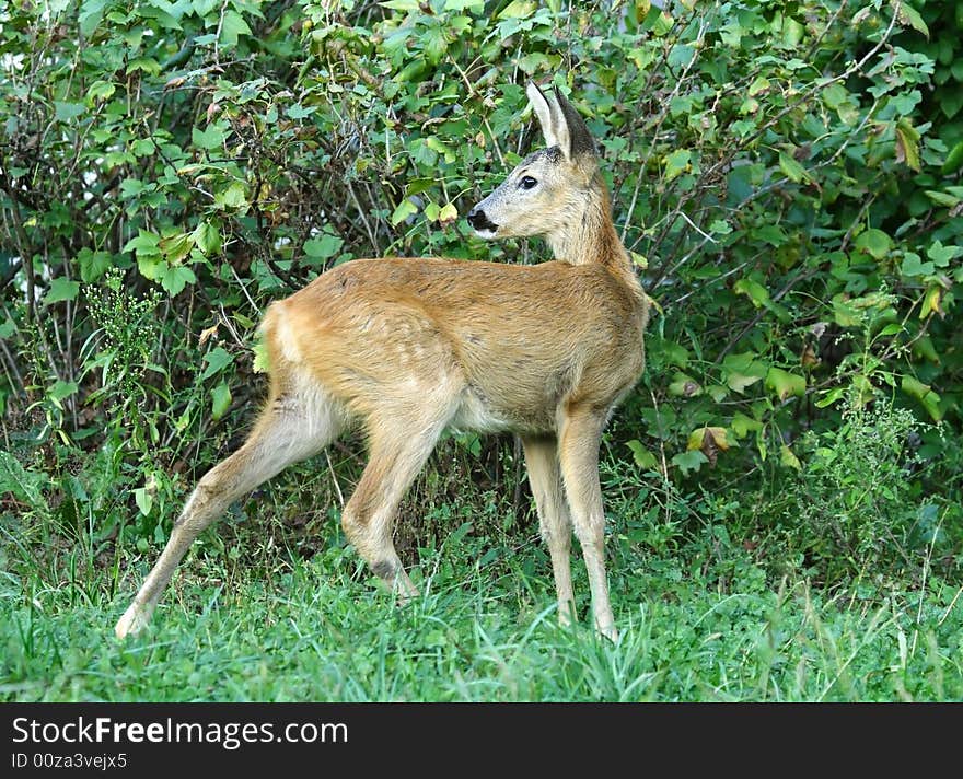 Roe deer. Russian wildlife, wilderness area.