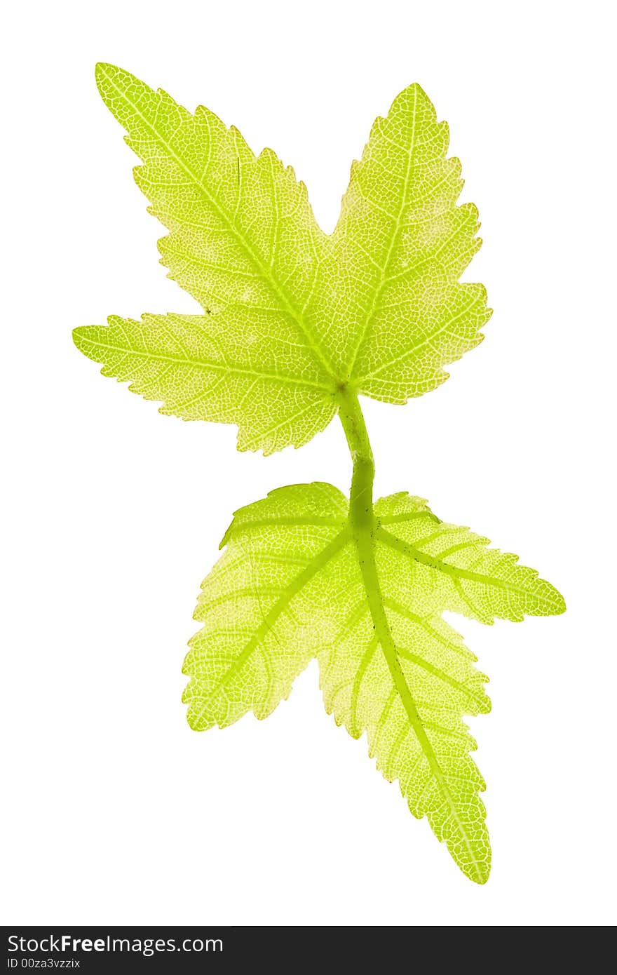 Detail of young leaf blades of a maple. Detail of young leaf blades of a maple