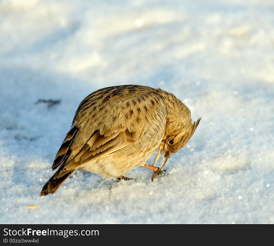 Tufted Lark