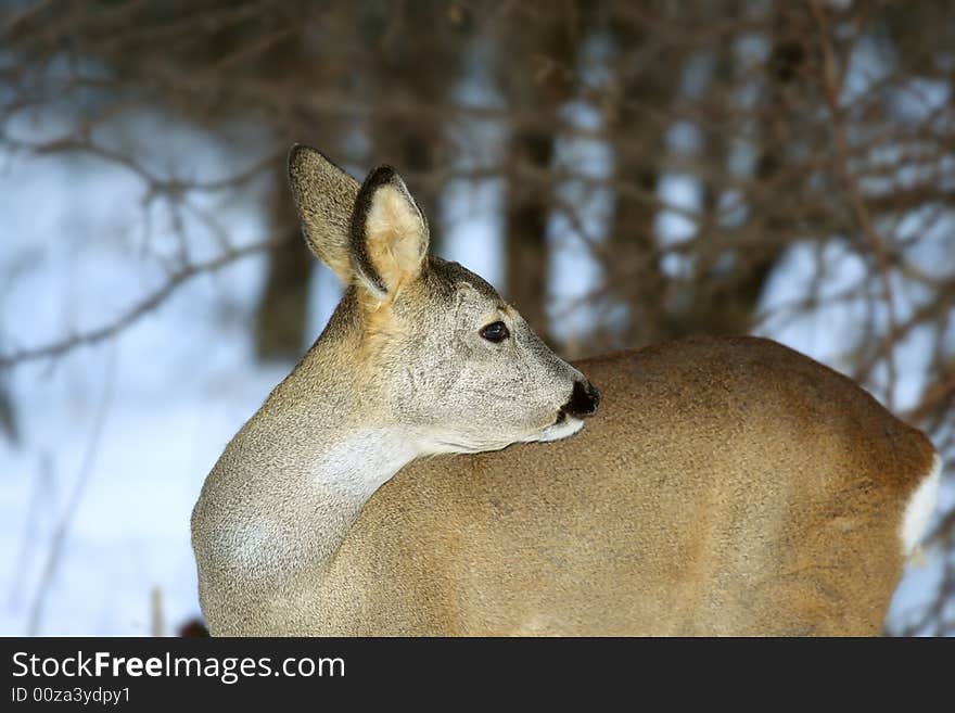 Roe deer. Russian wildlife, wilderness area.