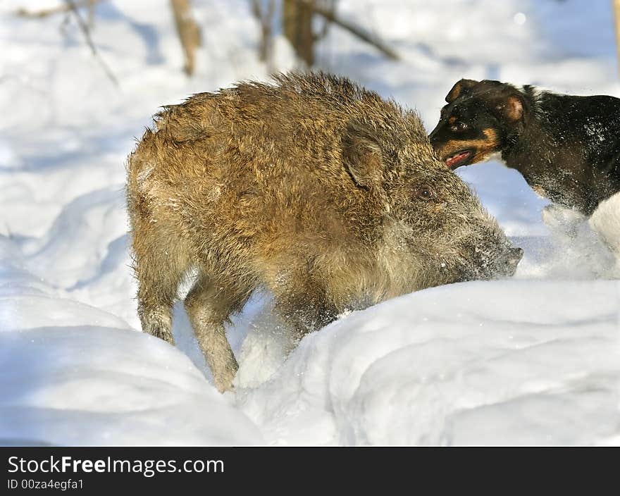 Wild boar hunting. Russian wildlife, wilderness area.