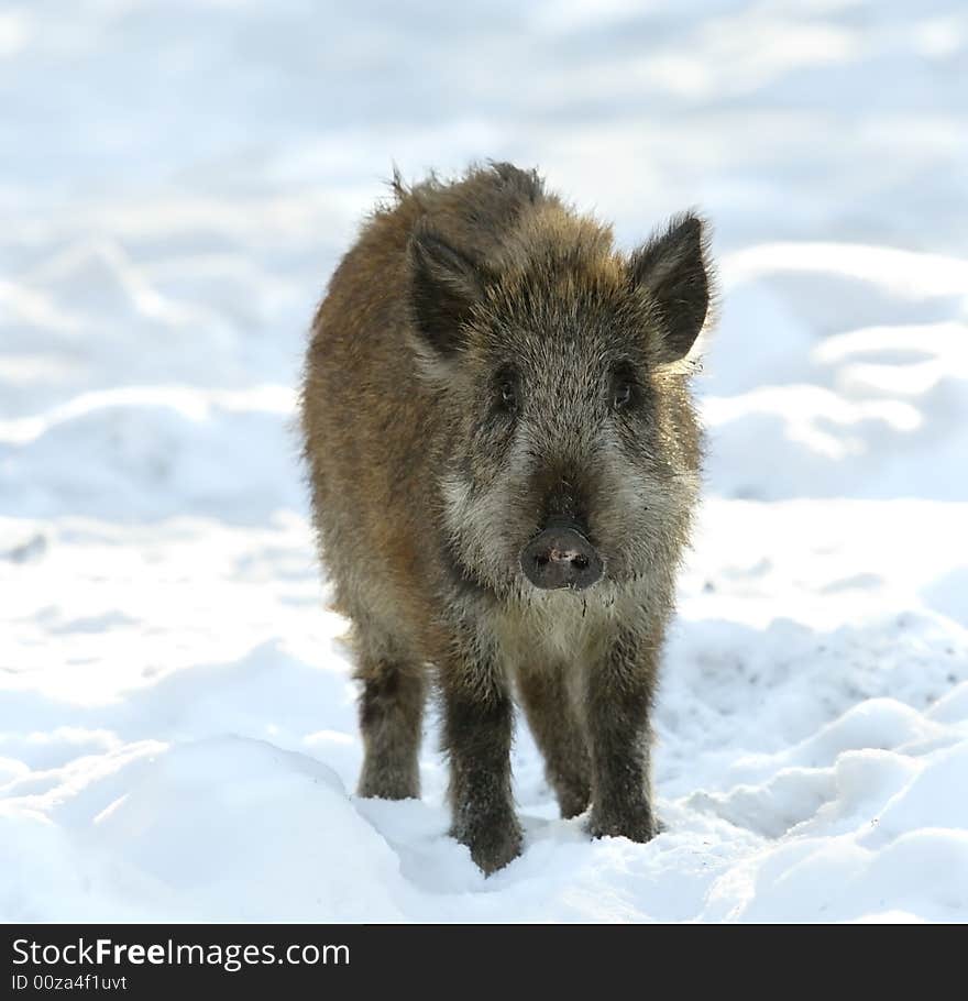 Baby of wild boar. Russian wildlife, wilderness area.