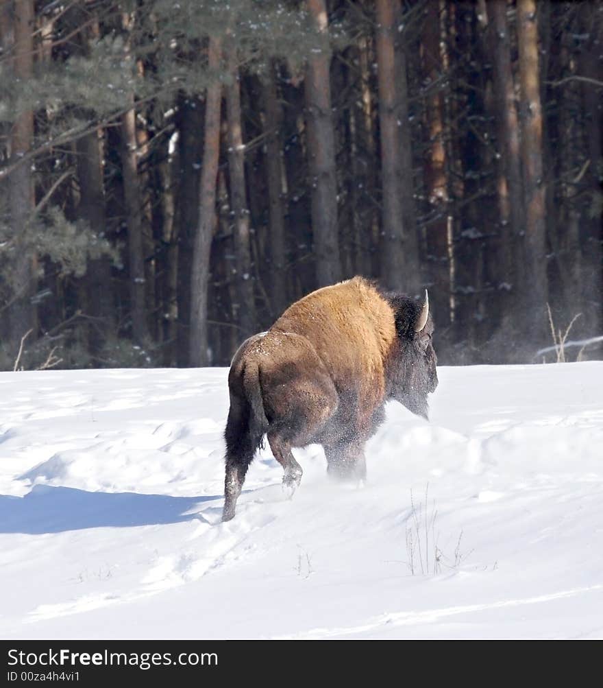 Bison. Russian wildlife, wilderness area.