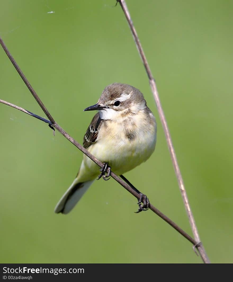 Grey wagtail. Russian nature, wilderness area.