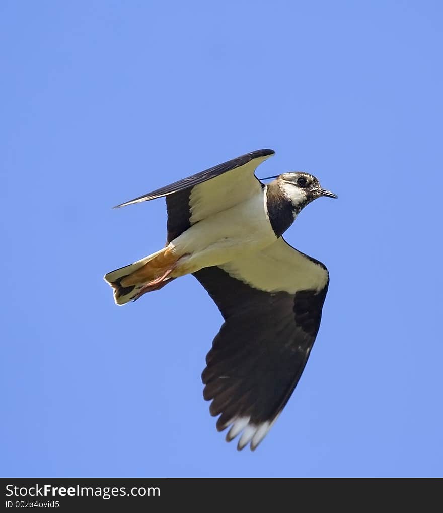 Lapwing in flight