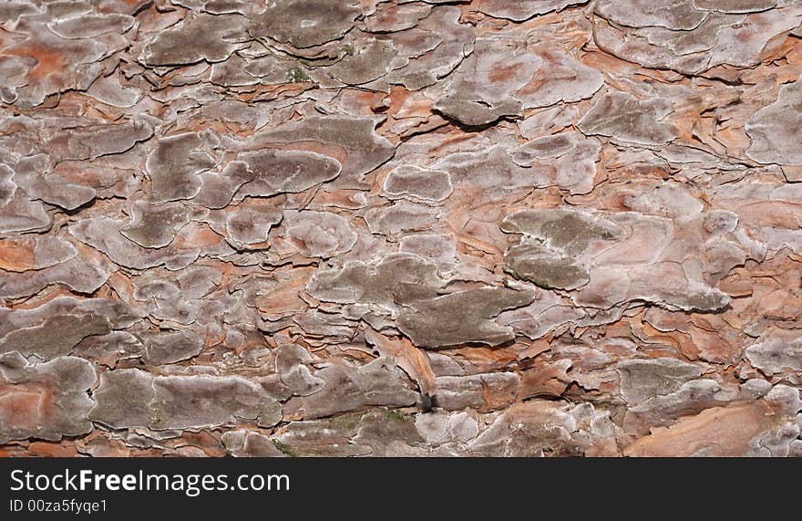 Bark of a tree. Background from a blanket of an evergreen tree - a pine