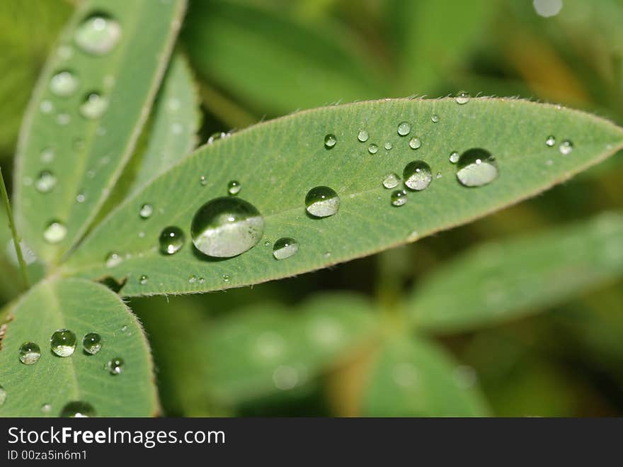 Drops on a leaf. Morning dew on green vegetation