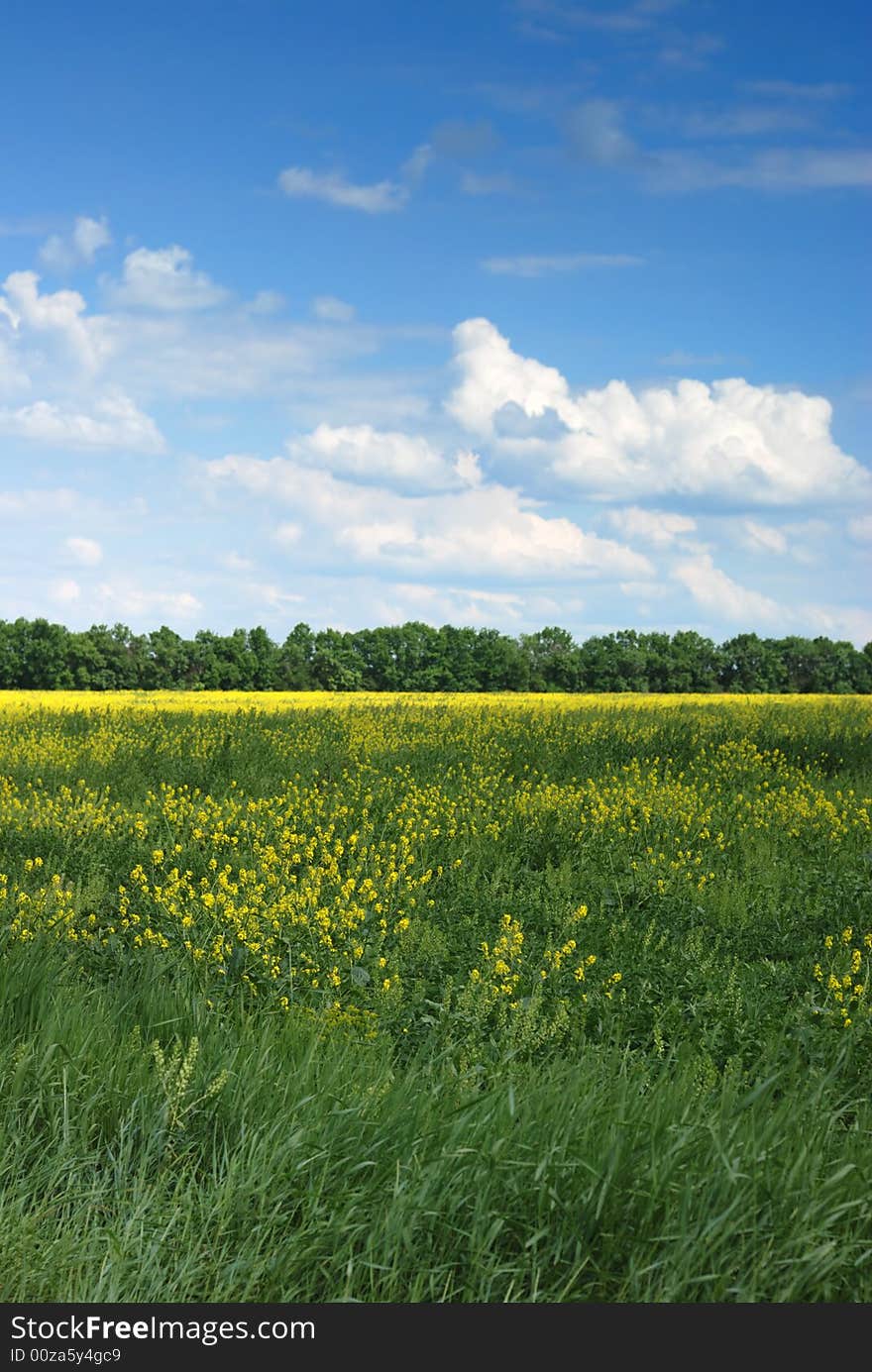 Field. A landscape about vegetation and the beautiful sky