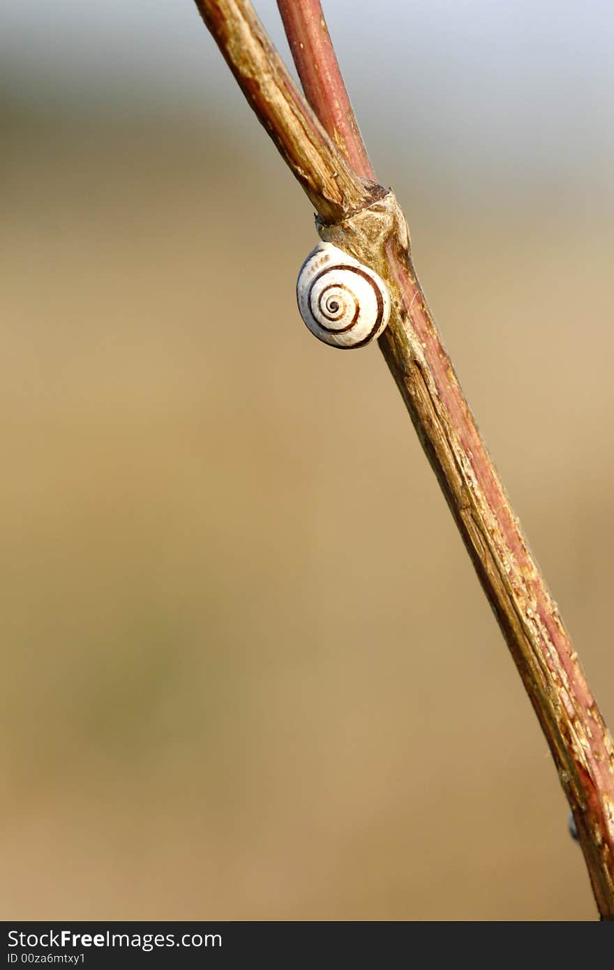 One snail seat in a brown branch