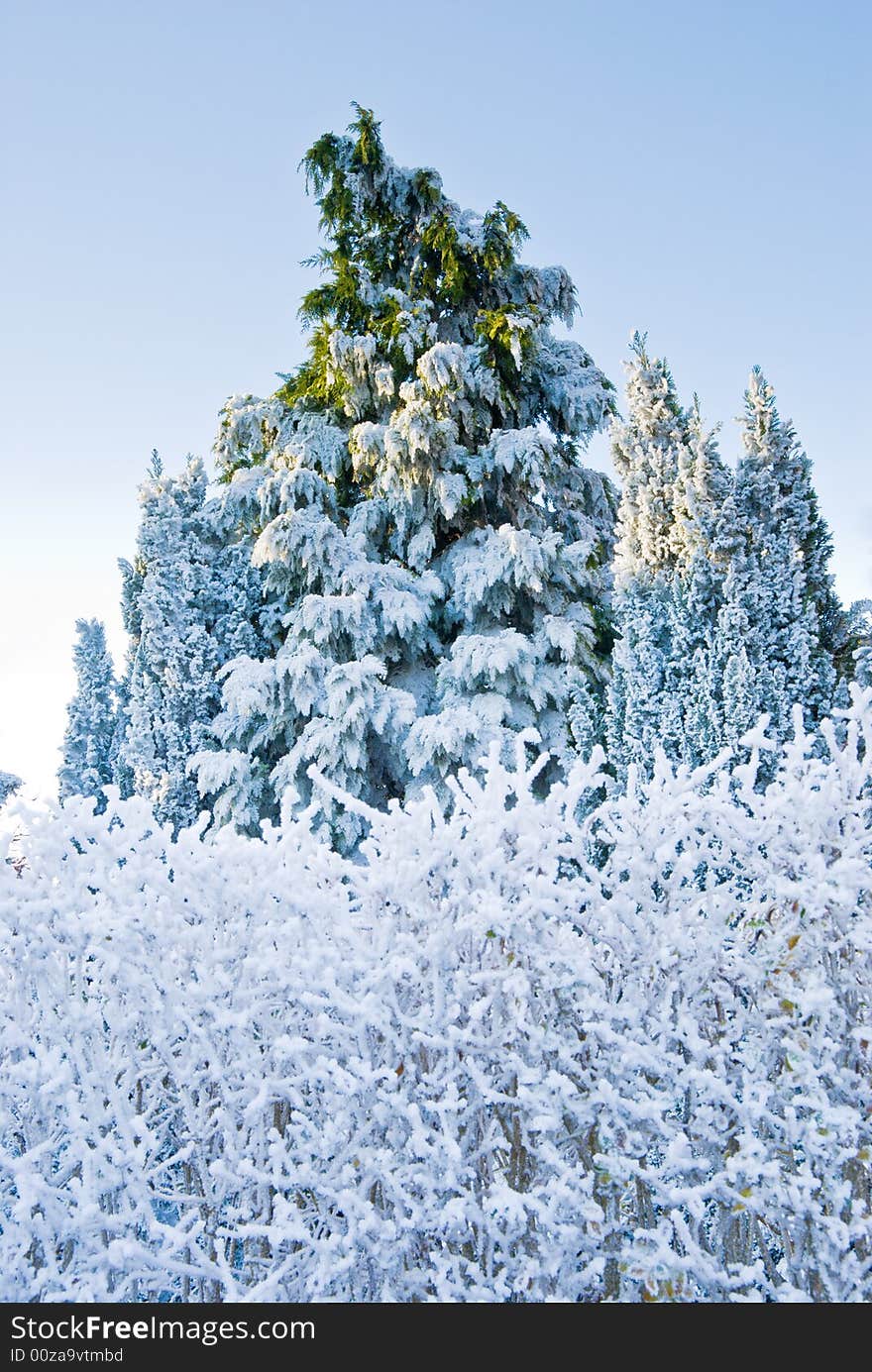 Pine Tree Under Snow