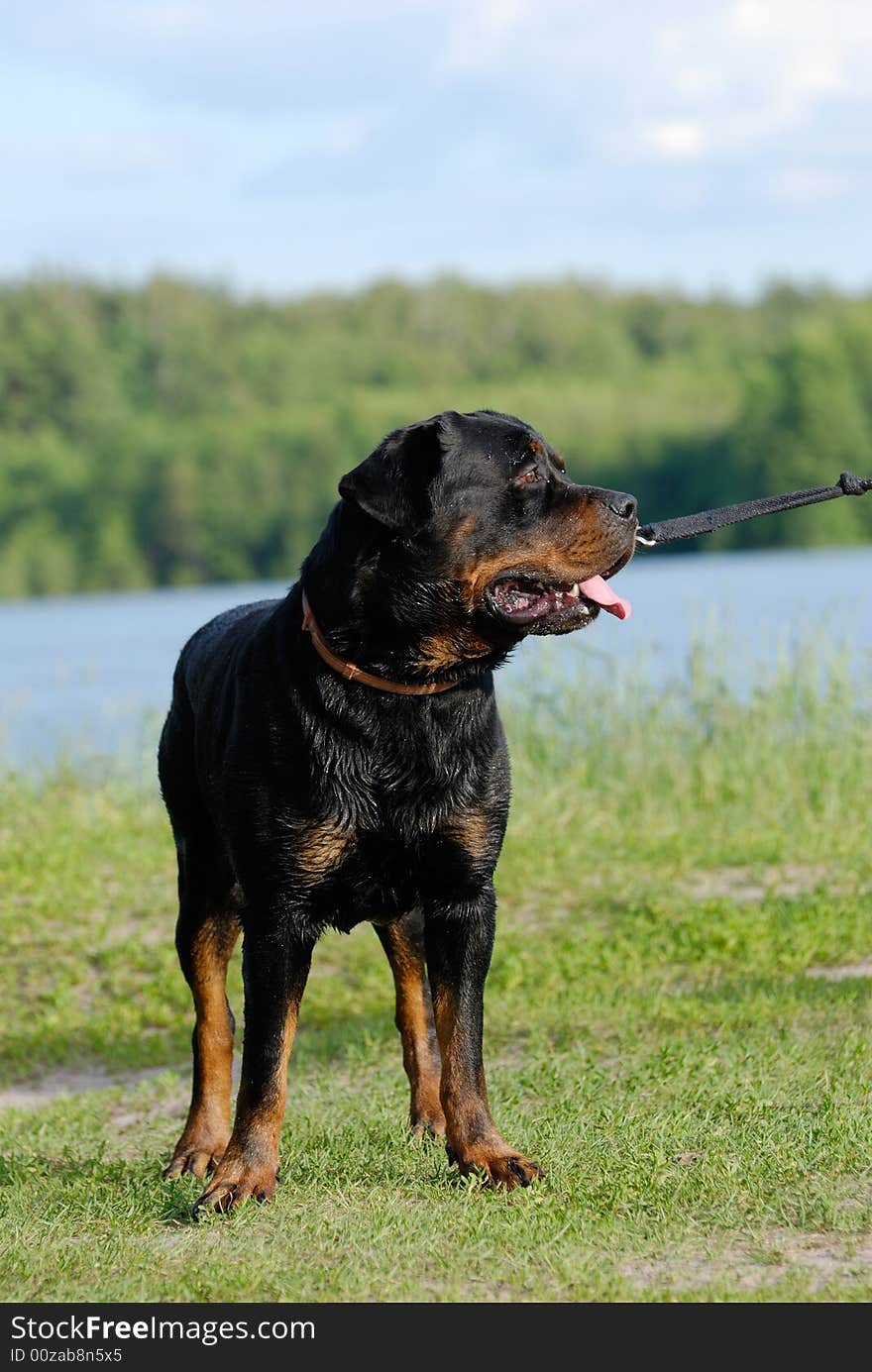 A rottweiler