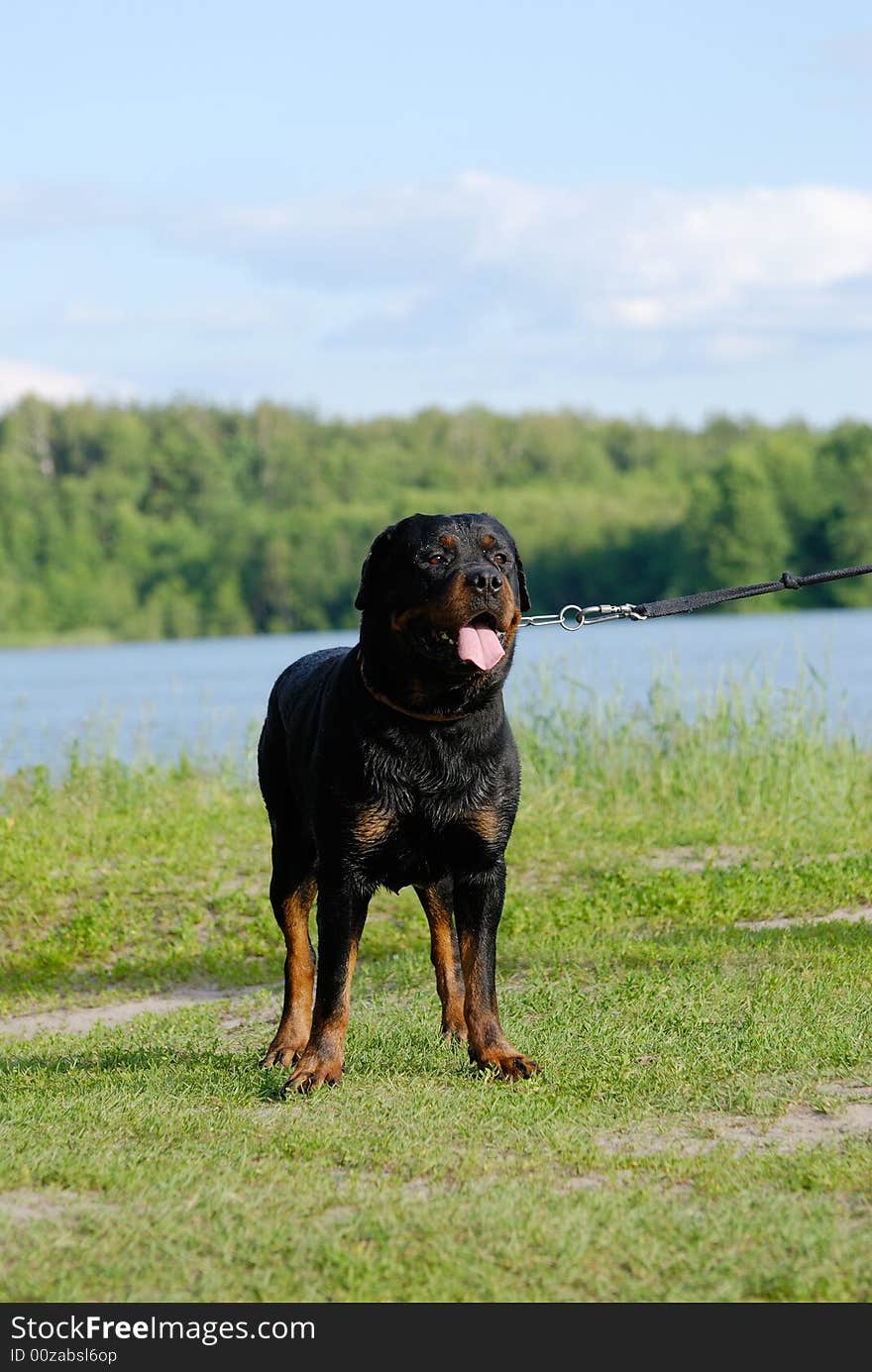 A rottweiler