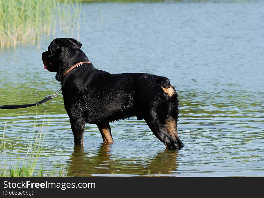 A rottweiler