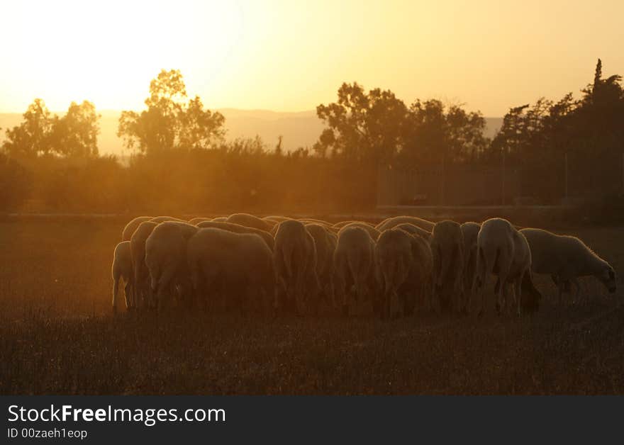 A beautiful sheep group  late in the aftrenoon. A beautiful sheep group  late in the aftrenoon