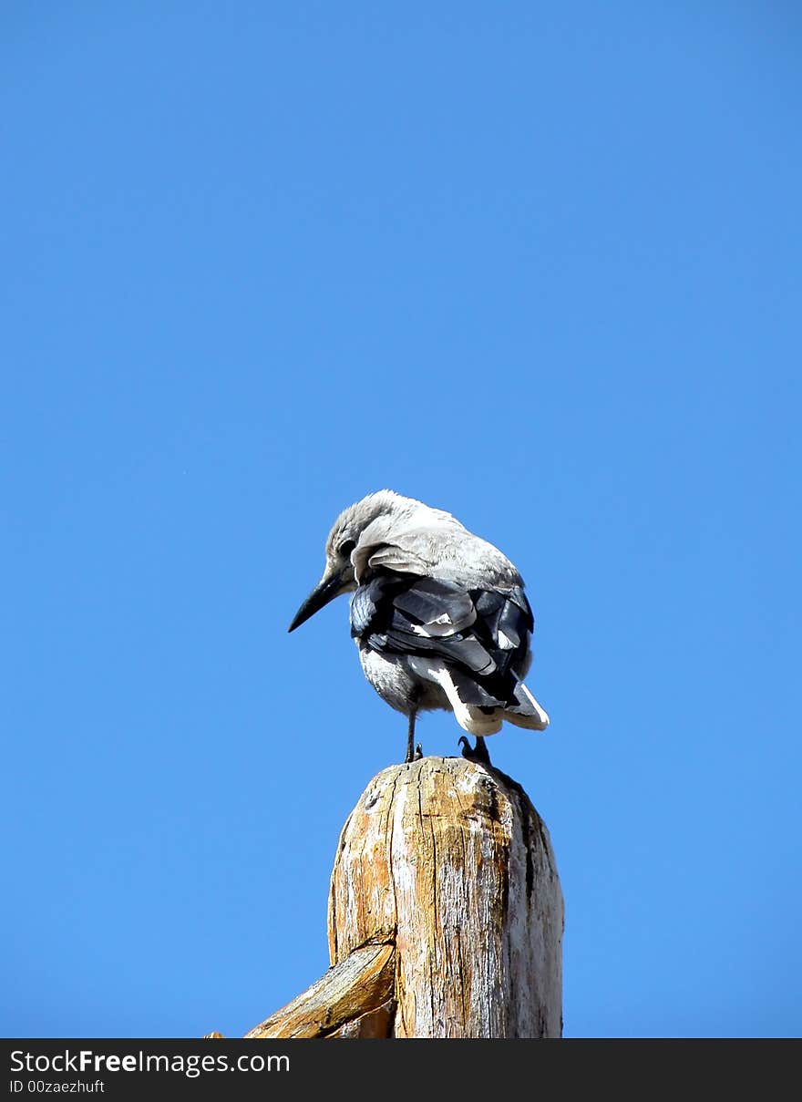 Gray Bird Atop a Wooden Post