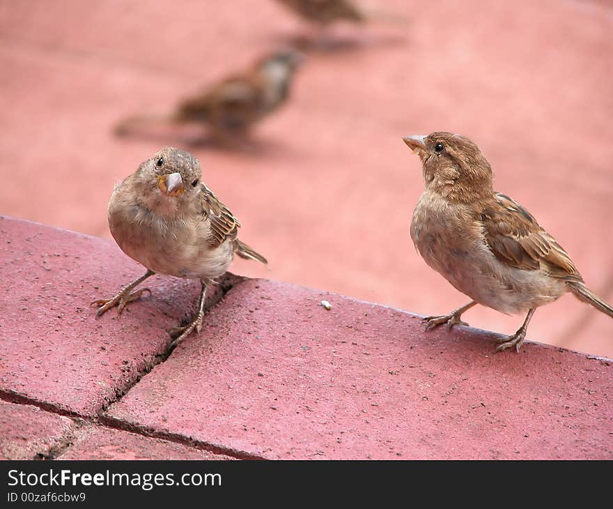 Inquisitive Bird