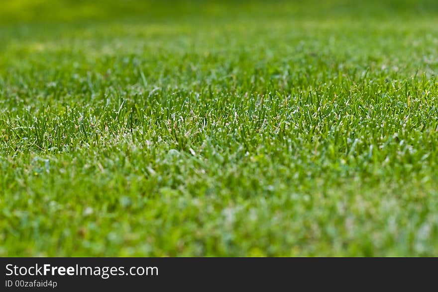 Fine detail of grass, selective focus. Fine detail of grass, selective focus