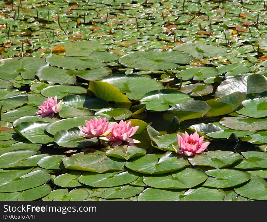 Beautiful water lily an outdoors