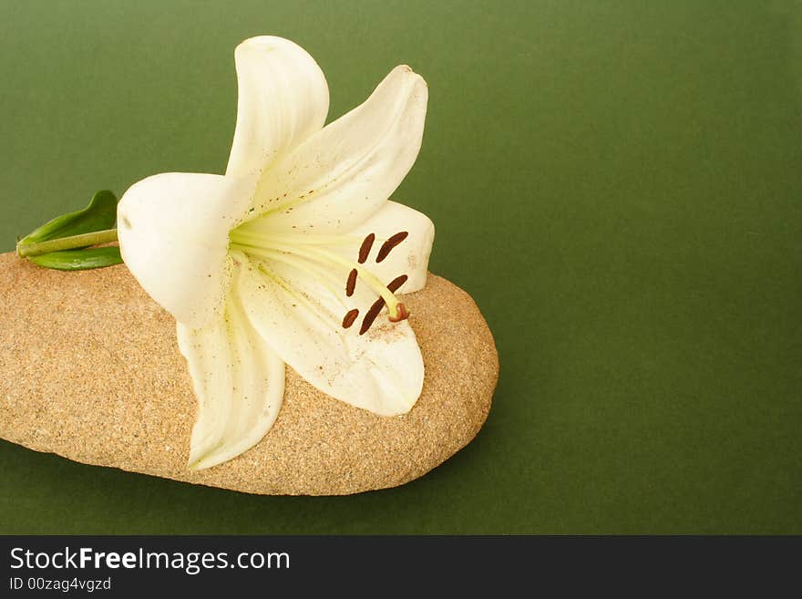 Beauty Madonna lily on stone on green background. Beauty Madonna lily on stone on green background