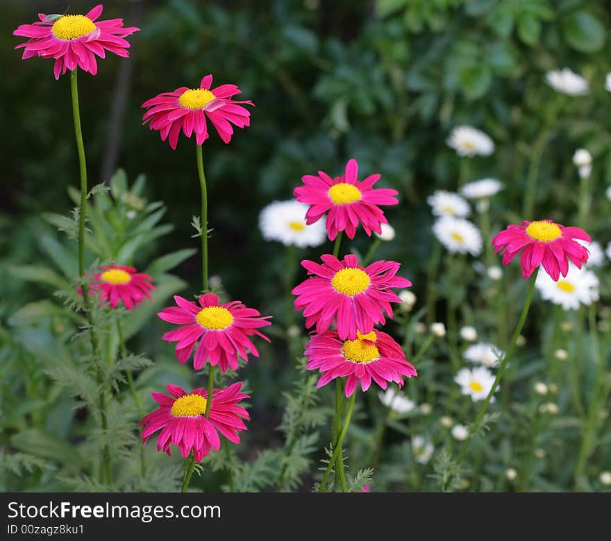 Purple flowers in a small garden