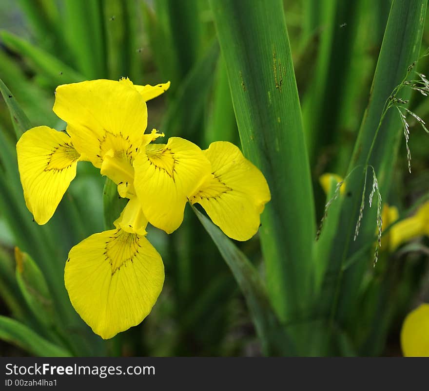 Wild yellow flower - macro shot. Wild yellow flower - macro shot