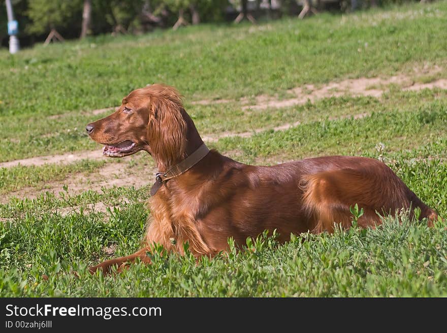 Young irish setter on green field. Young irish setter on green field