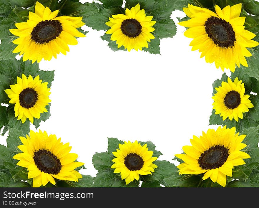 Frame from green leaflets and sunflower over white background.