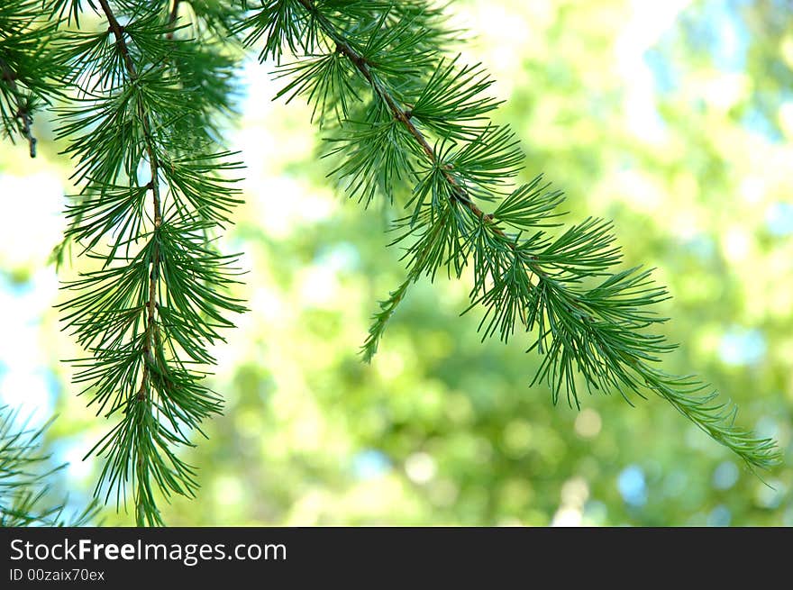 Conifer branchlets (Spruce). Brightly green needles - summer nature background. Conifer branchlets (Spruce). Brightly green needles - summer nature background.