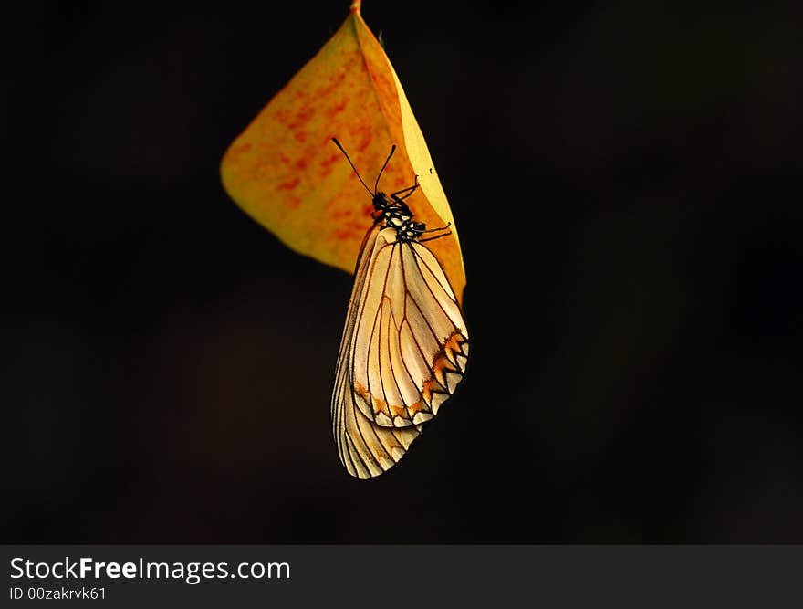 On Tallow Tree Leaf S Butterfly