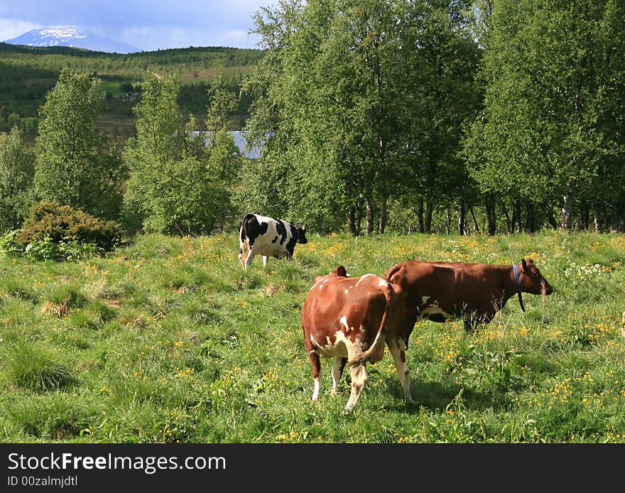 Grazing Heifers