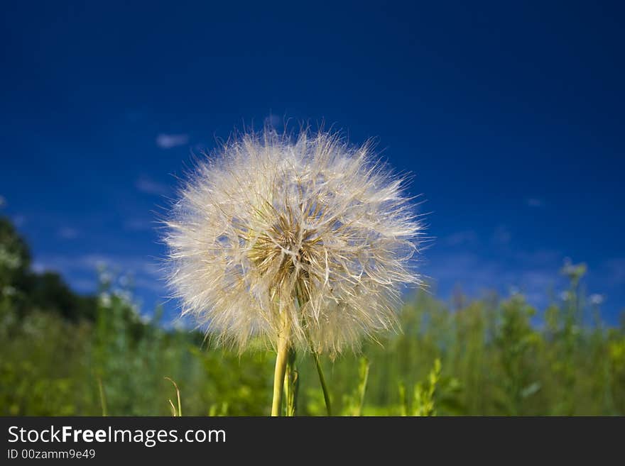 Big solitary dandelion against blue sky