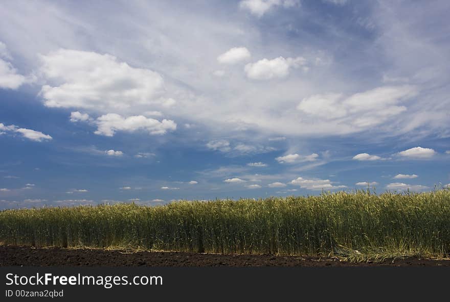 Landscape with field and clouds. Landscape with field and clouds