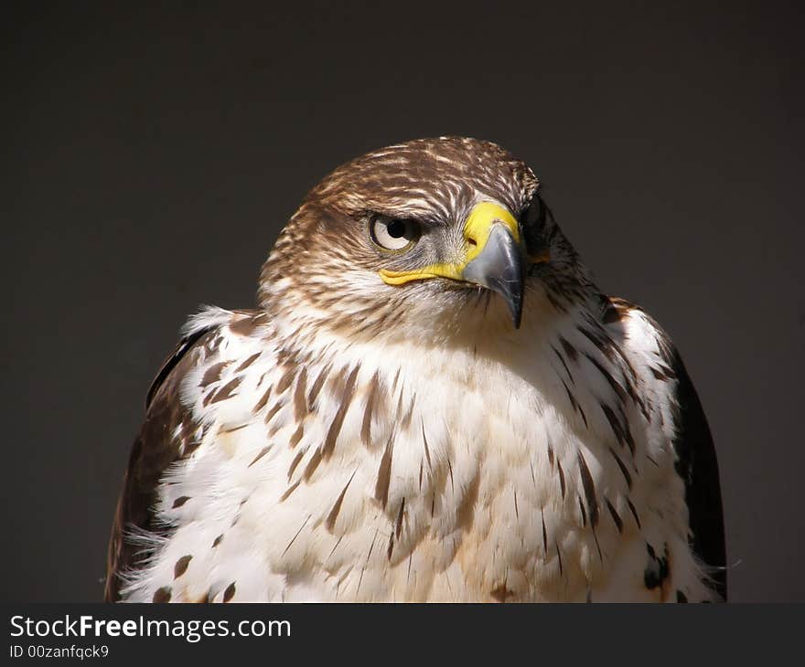 Gry Falcon getting ready to hunt at a falconry centre in Warwickshire, UK