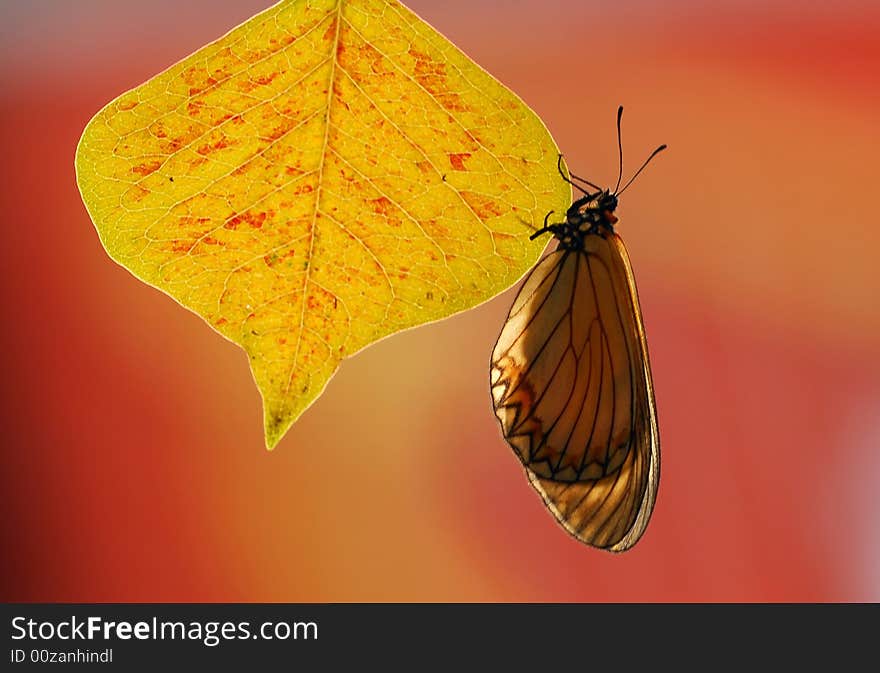 The butterfly transformed the position, in leaf's side. The butterfly transformed the position, in leaf's side.