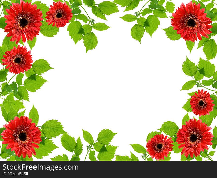 Frame from green leaflets and flowers over white background.