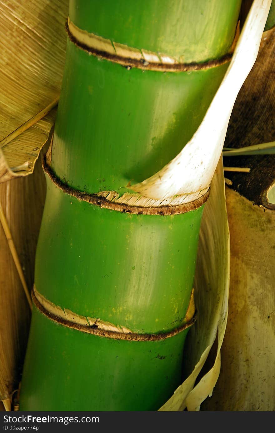 Bamboo