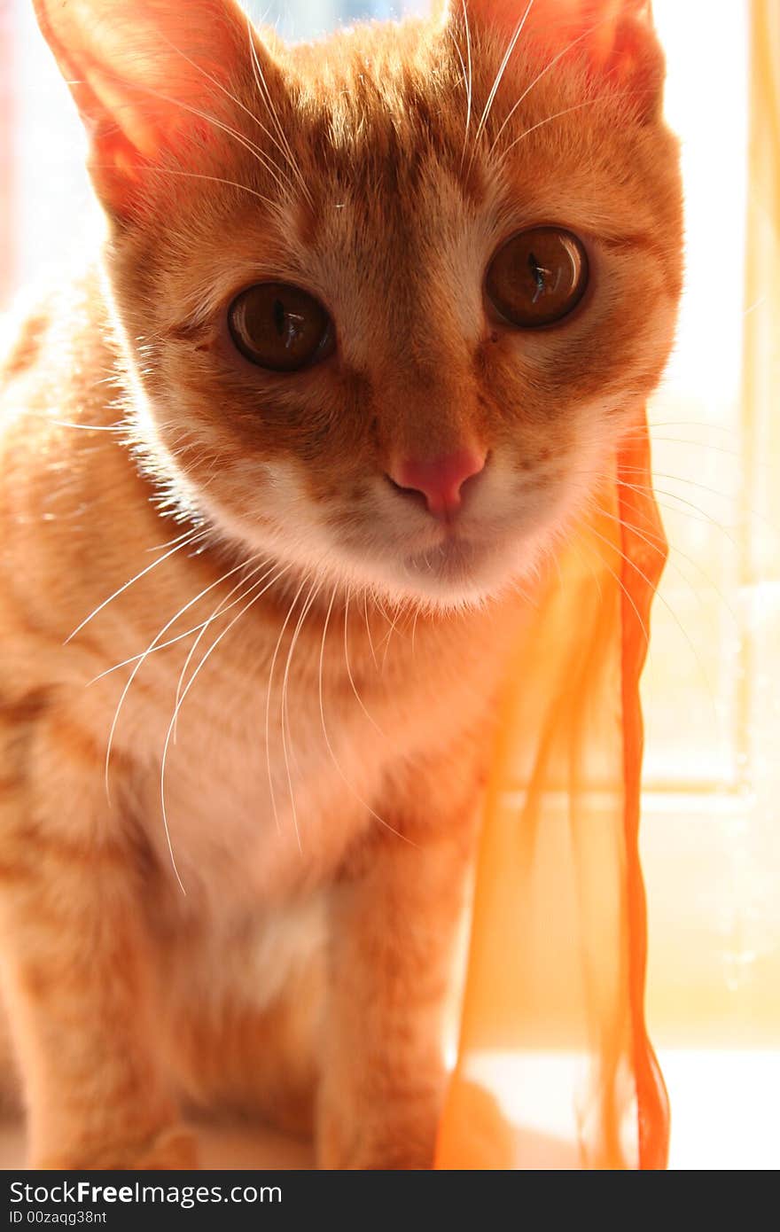 Orange cat on the window