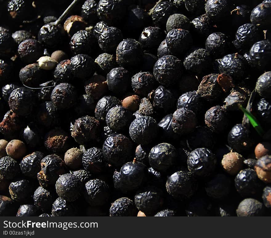 Black berries collecting under a palm tree with a small grass leaf growing through striving for the sun. Black berries collecting under a palm tree with a small grass leaf growing through striving for the sun