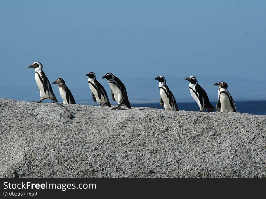 Penguins in a row