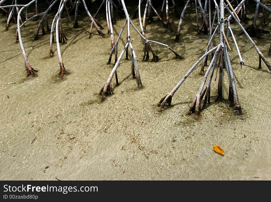 A yellow leaf floating past mangrove roots on Bonaire