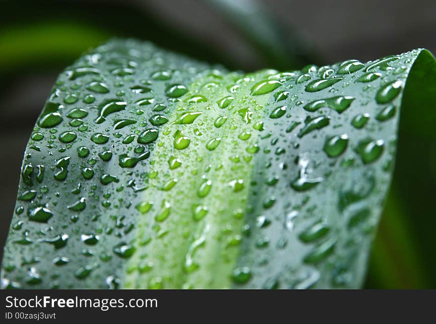 A green leave with rain drops. A green leave with rain drops