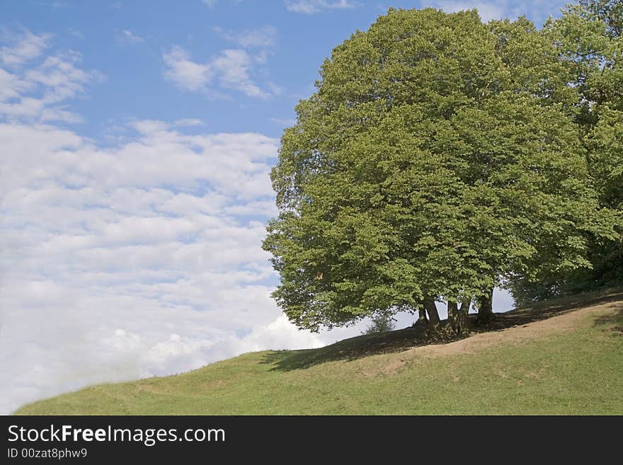 Tree and sky