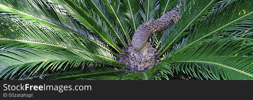 Green Cycad in the Sun