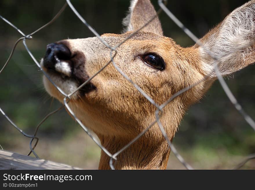 The fawn