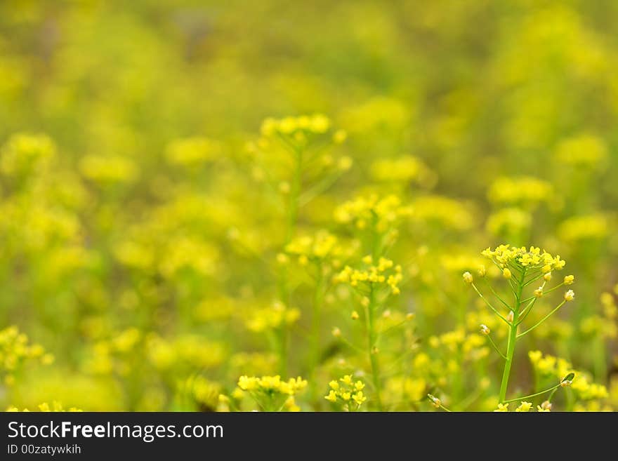 Yellow flowers field background with low deep of field and copy space for text