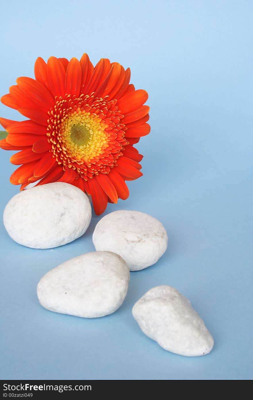 White pebbles and flower in blue background. White pebbles and flower in blue background