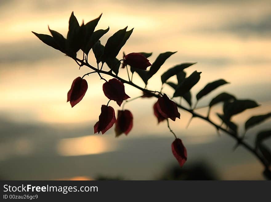 Bougainvillea spectabilis Willd in sunsets