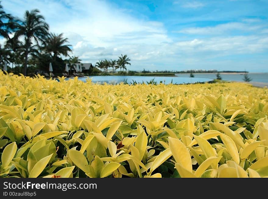 Yellow leaves under blue sky